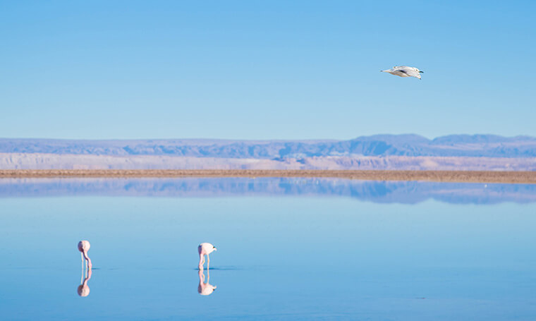 flamencos buscan alimento en salar de atacama