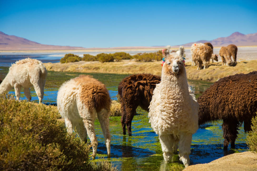 Llama mira a la cámara en Salar de Tara