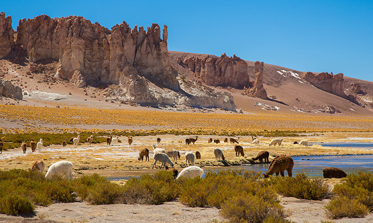 llamas y formaciones rocosas en salar de tara